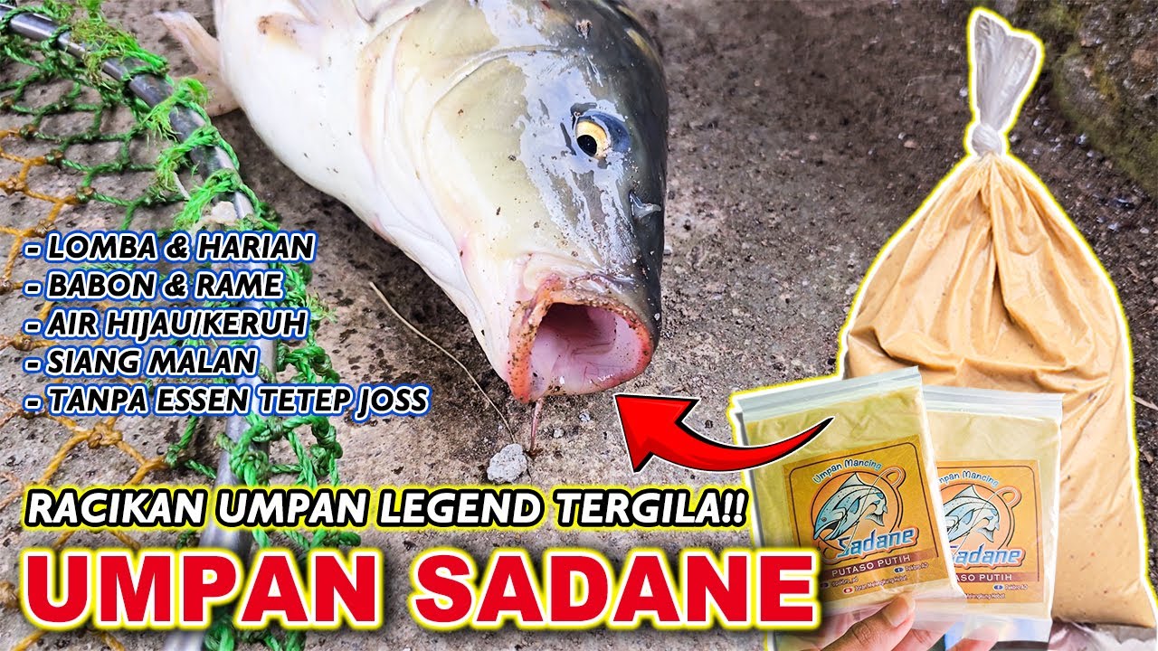 RACIKAN TERGILA UMPAN SADANE PUTASO !! UMPAN IKAN MAS LOMBA TERJITU BABON & RAME MAKAN TELAK ❗❗