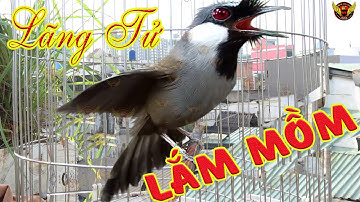 BẮT CÔ TRÓI CỘT  +Khướu  Hót giọng rừng  GIỌNG HAY kích khướu bổi,l Luyện khướu bổi hót hay căng lửa