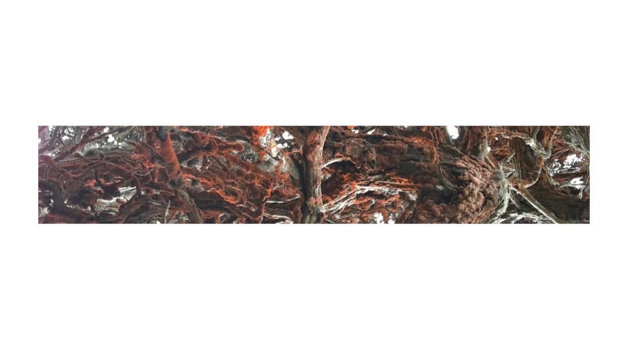 Joel Mull - Begun The End Has (Mathew Jonson's Tiger Remix)