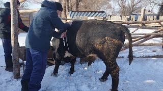 видео: Қара қасқа бұқа мен қызыл тайыншаны сою. картинка: Қара қасқа бұқа мен қызыл тайыншаны сою.