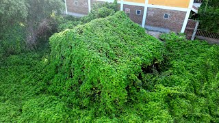 WE cleared the Lawn and the Vegetation Covering the Abandoned House | CRAZY TRANSFORMATION
