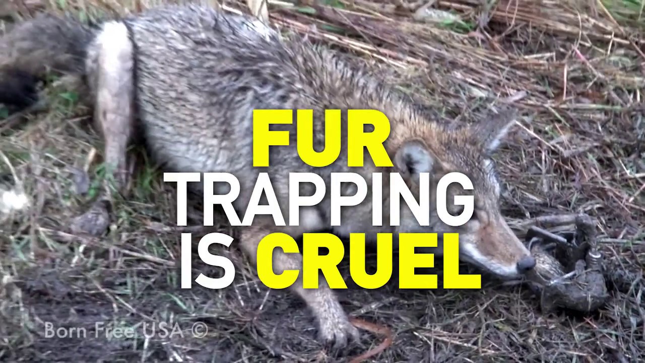 Fur Trapping Is Cruel YouTube