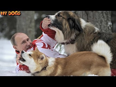 Video: What Breed Of Dog Does Putin Have?