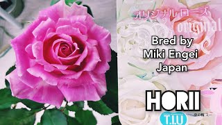 Bora 花を見に纏って HOLY (HORII) ROSE plant by 幹園芸 ホリー バラ made in Japan Most