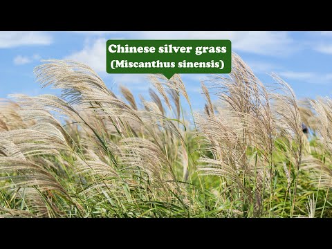 Video: “Silberfeder” Silver Feather Grass: Cura ornamentale Silver Feather Grass