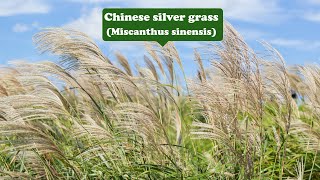 Psychic powers, Protection--Chinese silver grass