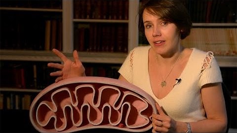 Chromosome (24) mtDNA - Lynn Margulis and the mitochondrial DNA