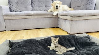 Golden Retriever Shocked by Tiny Kitten Occupying His Bed (So Funny!!)