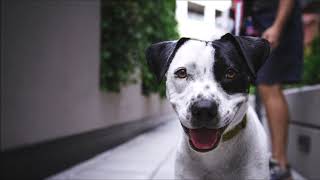 Distant Dogs Barking Sound Effect Free Sound Clips Animal Sounds