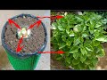 How to grow spinach in a new style at home