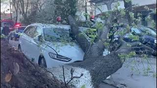 REALITATEA DOROHOIANĂ - Mașini avariate de un copac smuls din rădăcini de vântul puternic
