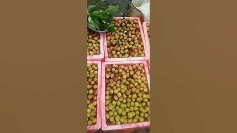 Vải u hồng Tại Lục Ngạn