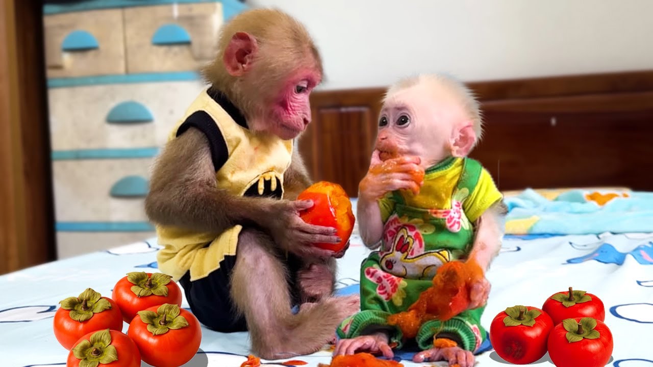 🦆 So Cute! Monkey Bibi Gets Dirty Playing with Baby Monkey LaLa and Takes Care of the Duckling