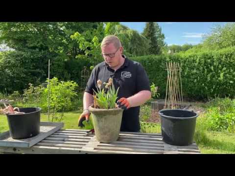 Video: 3 måder at pleje indendørs planter på