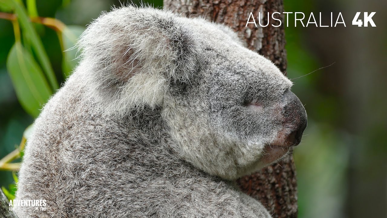 Australia 4K: 2 Weeks Down Under