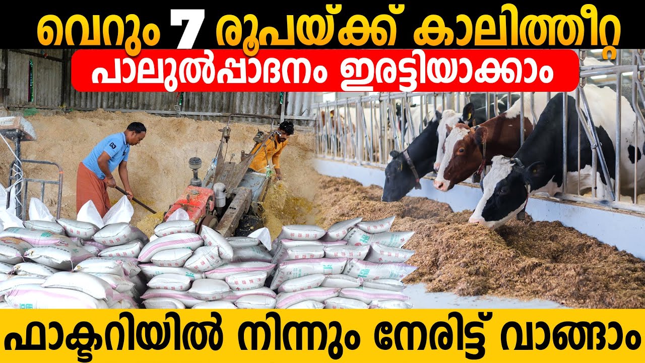 ഇടനിലക്കാരില്ലാതെ കാലിത്തീറ്റ ഇനി നേരിട്ട് വാങ്ങാം | High quality cattle feed | Cow Goat Pig Feeds