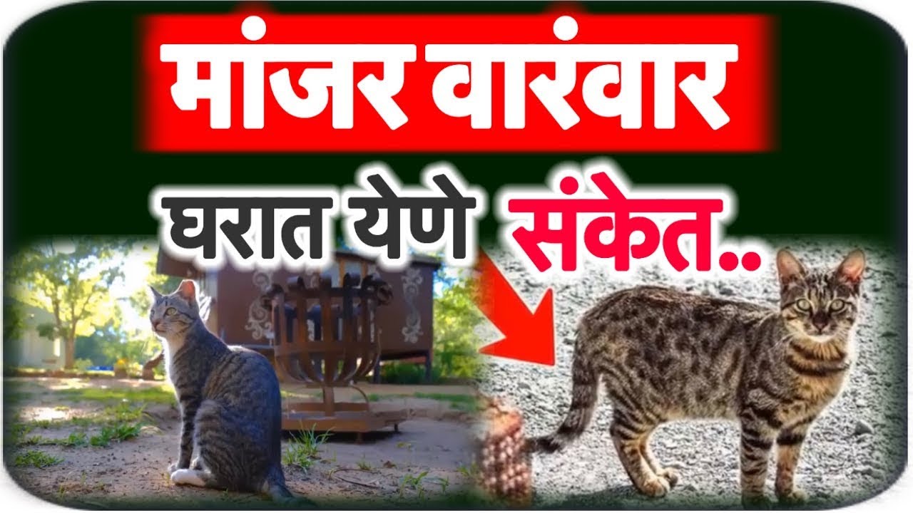 बाहेरील मांजर वारंवार घरात येणे.! पुढे घडणारी ही घटना…