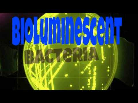 Glow in the