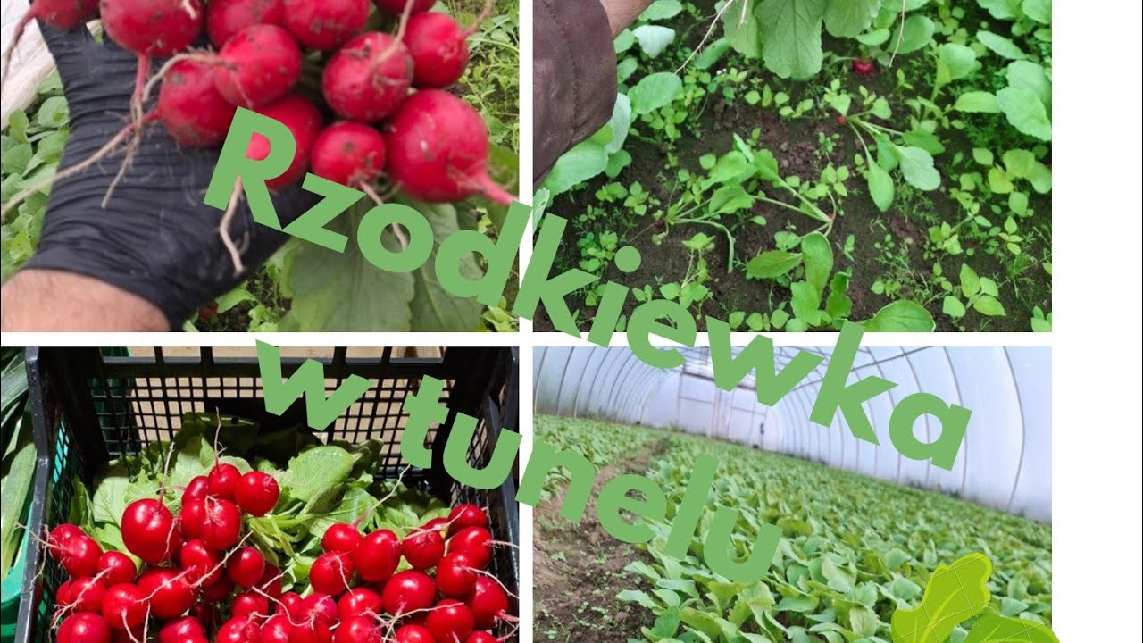 WarzyVlog#13 Rzodkiewka! Co stosuje na robactwo ? Jaka agrotechnika