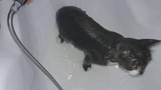 Gato que le gusta bañarse