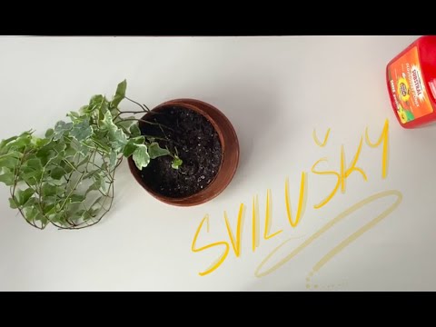 Video: Bílá můra – škůdce na zahradě