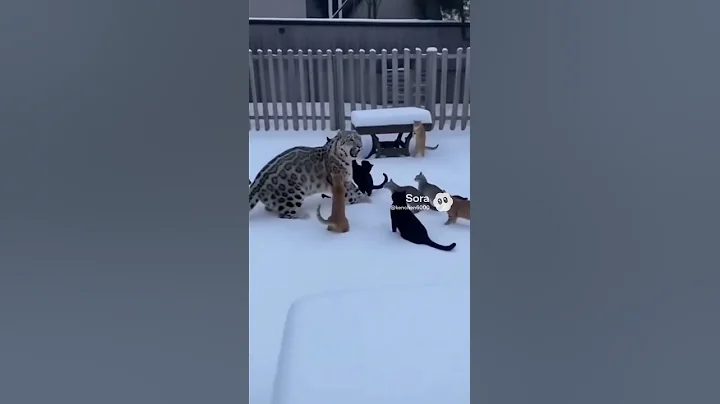 Video 11569221: cat snow leopard, cat vs leopard