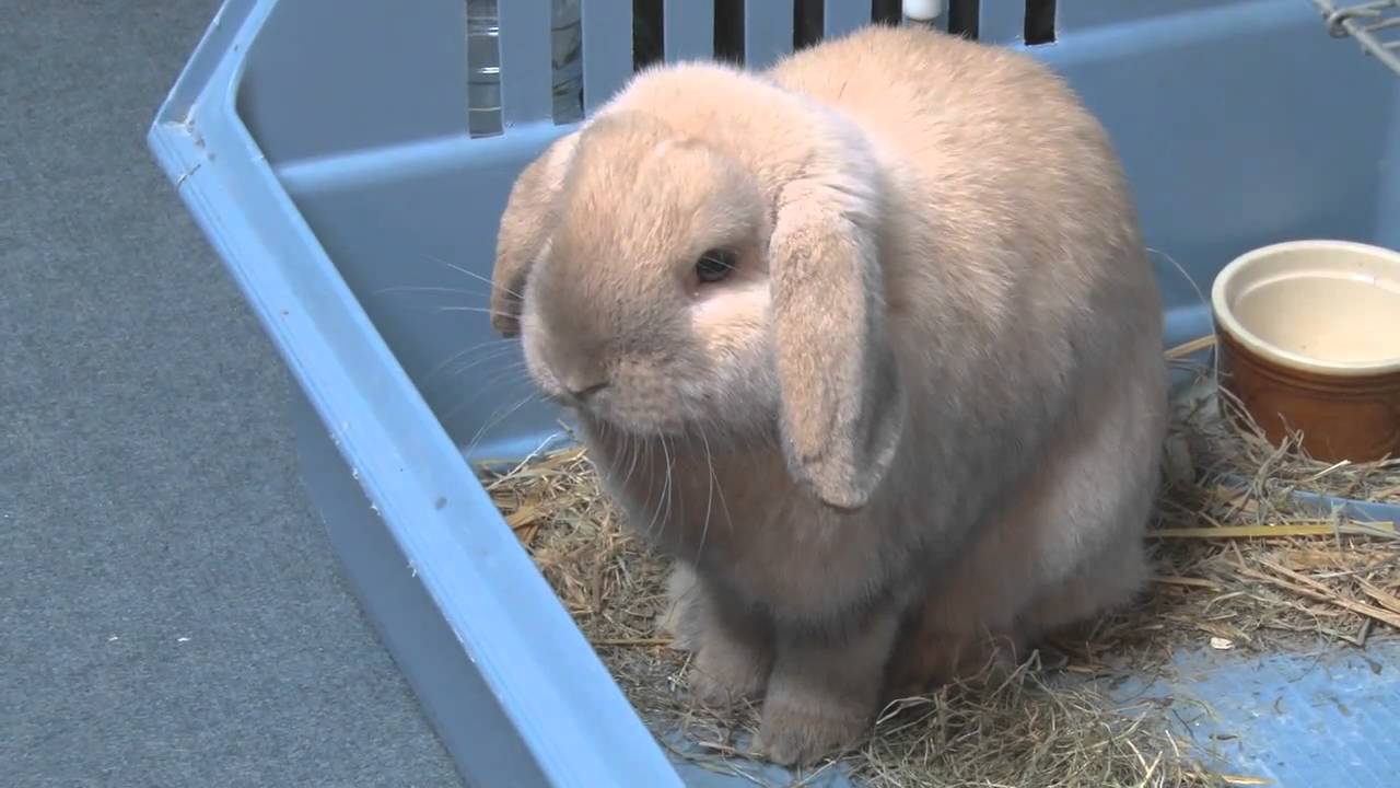 comment nourrir bebe lapin abandonne