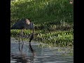 It Doesn’t Move… Until It Strikes | Great Blue Heron#birds
