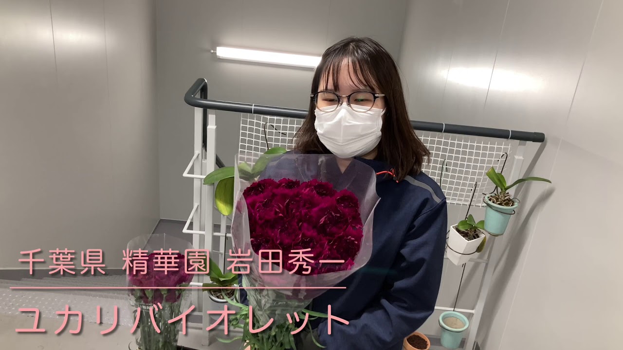 おすすめイマ品種 カーネーション ユカリバイオレット Youtube おすすめイマ品種 カーネーション ユカリバイオレット Youtube