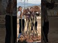 This Tuber Found Underground Is a Treasure Of Health 🤔L # kanjacroots#shortvideo #viralvideo