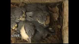 (Part 1) BBC Springwatch 2012 - Episode 3