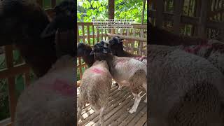 Bahan breeding domba f2 dorper jantan usia 5 - 6 bulan