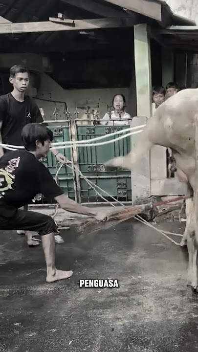 SAPI QURBAN NGAMUK TENDANG PANITIA