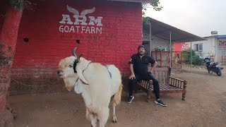 The Biggest Andul Goats Of ARM Goat Farm.