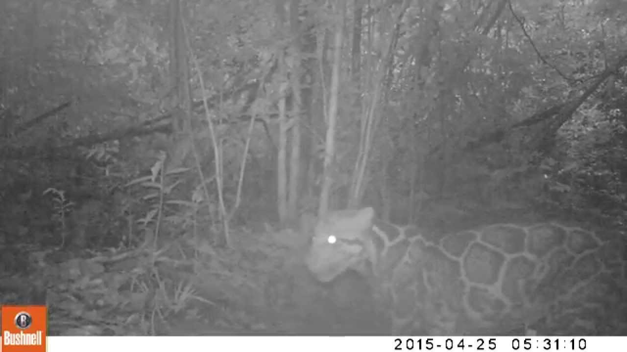 foundation brush คือ Close up of a clouded leopard in the rainforest of Borneo