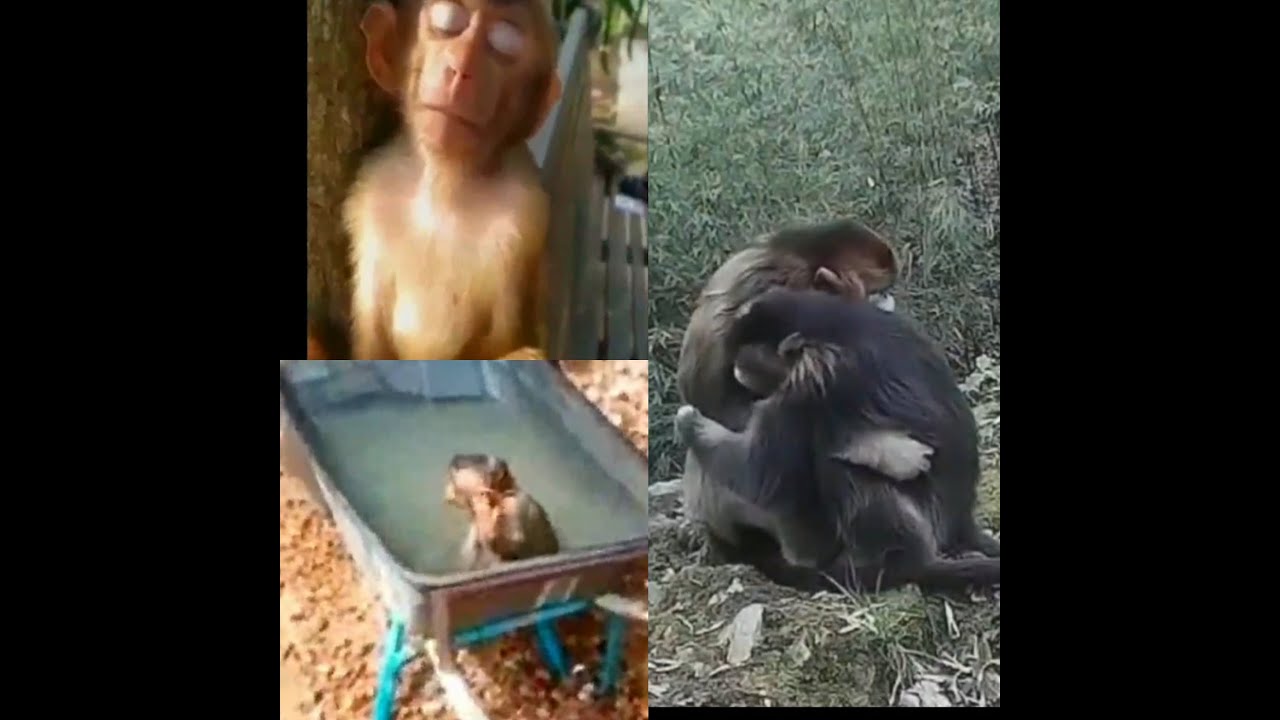 Խոզ քշողը/Xoz qshox@