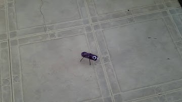 Vibrobot! The vibrator robot