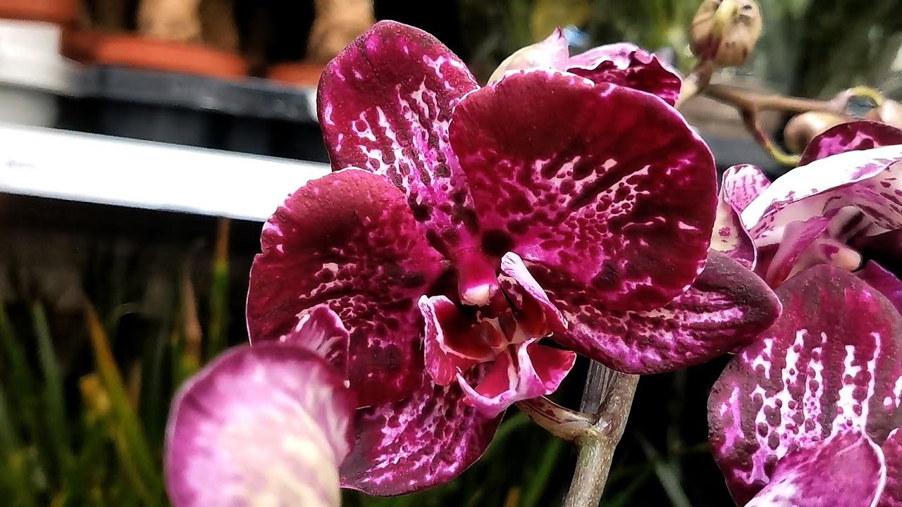 Отличный завоз орхидей в магазине Леруа Мерлен г. Омск - YouTube