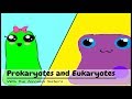 (OLD VIDEO) Prokaryotes and Eukaryotes