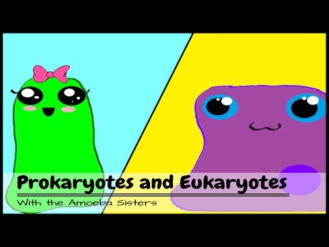 (OLD VIDEO) Prokaryotes and Eukaryotes