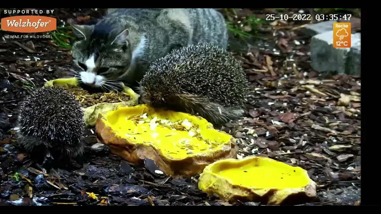 Wild Animal & Bird Feeder Bird Bath Cam, Recke, Germany, October 25