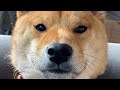 kenji's funniest moments #1 (shiba inu compilation)