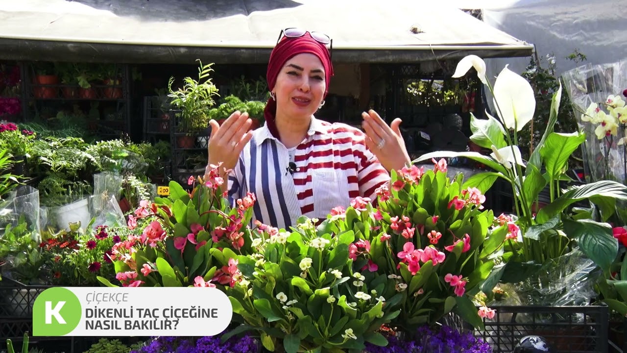 Dikenli Taç Çiçeğine Nasıl Bakılır?