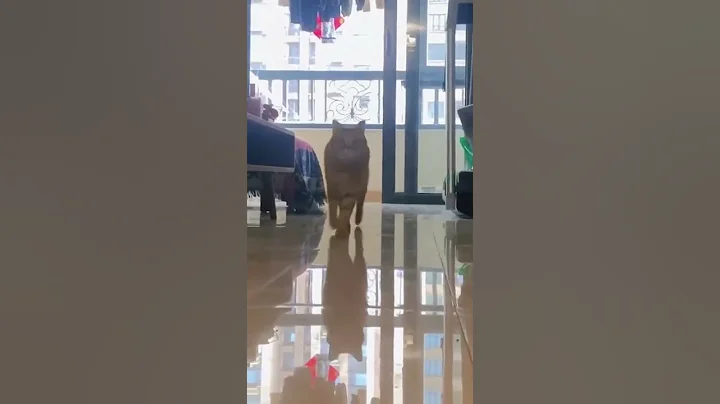 Video 4403101: cat dog animals funnycats, cat pets, cats dogs funny animals, pets walking