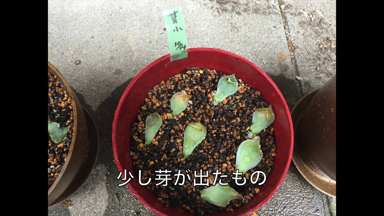 エケベリア 葉挿しを失敗しないようにやり方を説明 枯らさないよう水やりに注意 斑入り植物の フローラメモ エケベリア 葉挿しを失敗しないようにやり方を説明 枯らさないよう水やりに注意 斑入り植物の フローラメモ