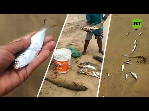 Cientos de peces son arrojados por el océano en México y la gente los saca con las manos