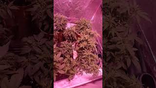 UK guerilla Gorilla grow 2023 Unicorn Boys Genetics. Big plans for the year. more seeds to come