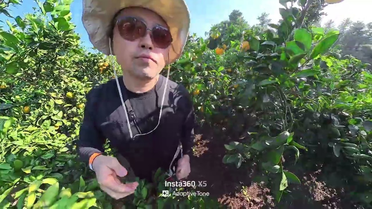 20251031-제주도-최남단감귤농장