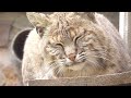 Luchs