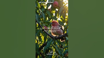 سورة العلق | تلاوة خاشعة مؤثرة بصوت الشيخ صلاح البدير | المصحف المرتل